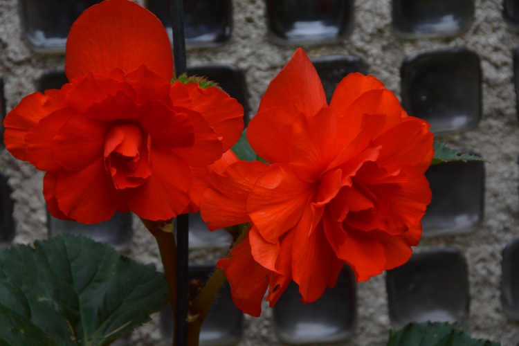 flowers at glass house